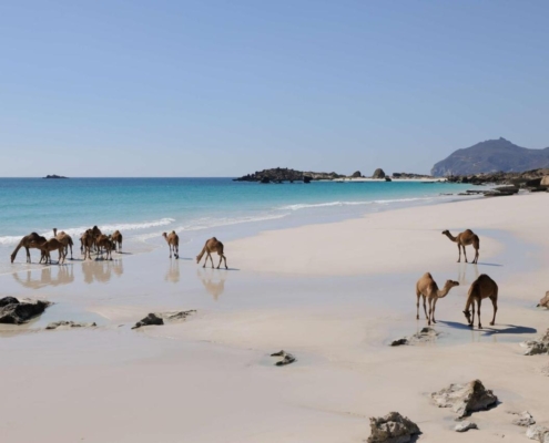 Oman Reise buchen ➤ White Pearl Resort, die Hinu Bay ist eine Oase der Gelassenheit. Preis für 4 Nächte mit Frühstück ab € 2.500.- pro Zimmer